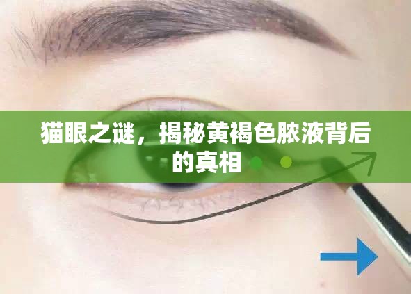 貓眼之謎，揭秘黃褐色膿液背后的真相