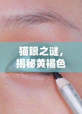 貓眼之謎，揭秘黃褐色膿液背后的真相