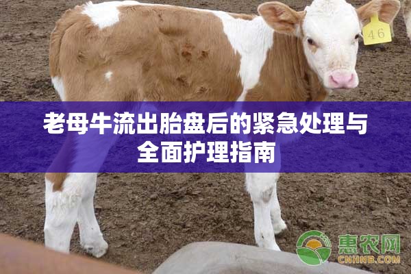 老母牛流出胎盤后的緊急處理與全面護(hù)理指南