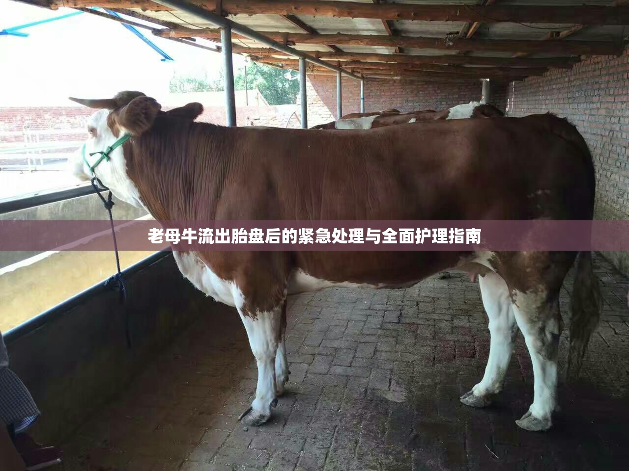 老母牛流出胎盤后的緊急處理與全面護(hù)理指南