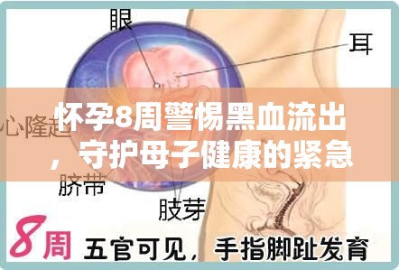 懷孕8周警惕黑血流出，守護(hù)母子健康的緊急提示