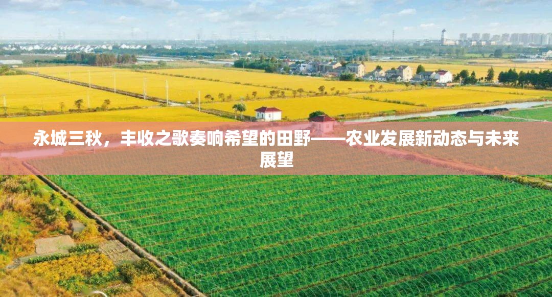 永城三秋，豐收之歌奏響希望的田野——農(nóng)業(yè)發(fā)展新動(dòng)態(tài)與未來(lái)展望