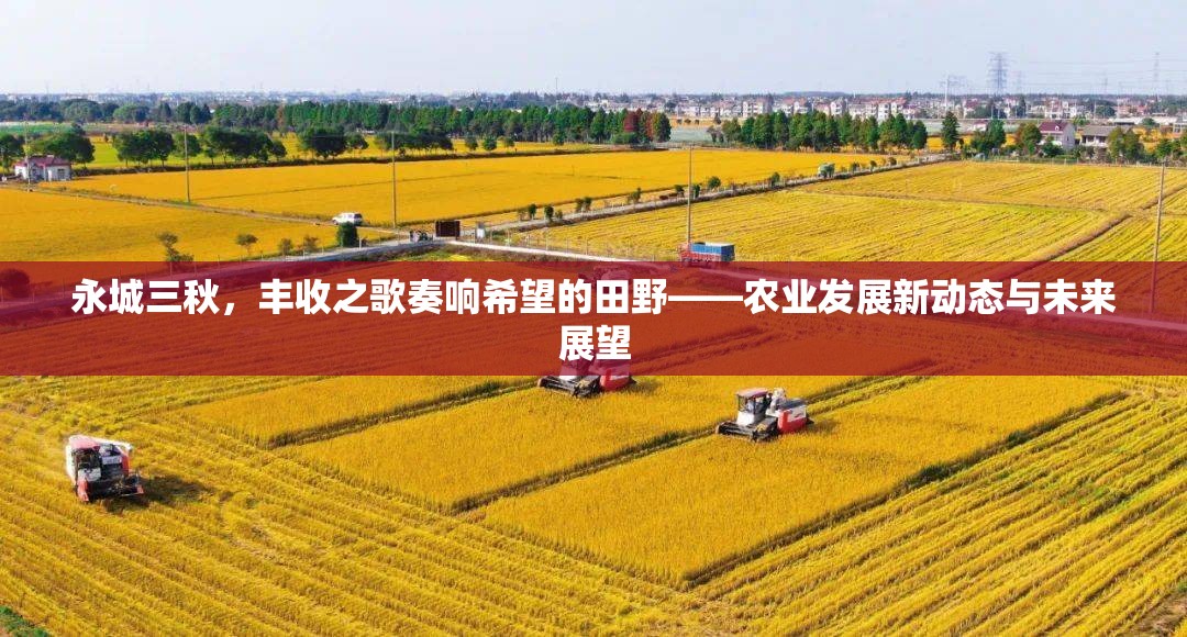 永城三秋，豐收之歌奏響希望的田野——農(nóng)業(yè)發(fā)展新動(dòng)態(tài)與未來(lái)展望