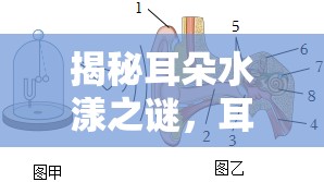 揭秘耳朵水漾之謎，耳內(nèi)流水的成因與應(yīng)對策略