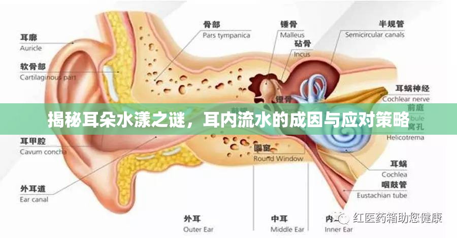 揭秘耳朵水漾之謎，耳內(nèi)流水的成因與應(yīng)對策略