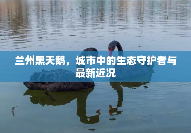 蘭州黑天鵝，城市中的生態(tài)守護(hù)者與最新近況