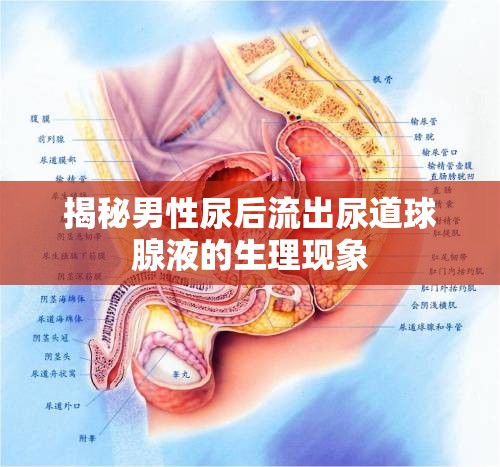 揭秘男性尿后流出尿道球腺液的生理現(xiàn)象