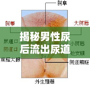 揭秘男性尿后流出尿道球腺液的生理現(xiàn)象