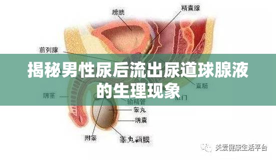 揭秘男性尿后流出尿道球腺液的生理現(xiàn)象
