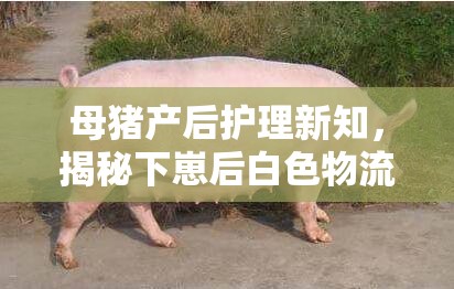 母豬產(chǎn)后護理新知，揭秘下崽后白色物流出的奧秘