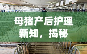母豬產(chǎn)后護理新知，揭秘下崽后白色物流出的奧秘