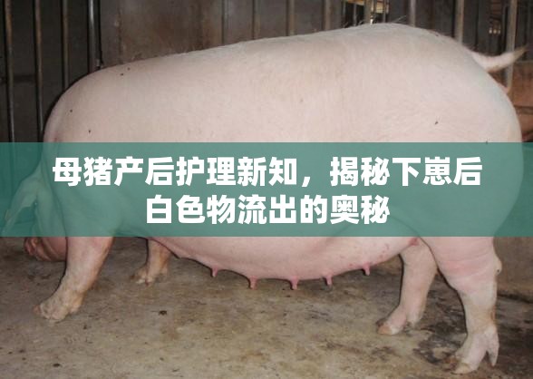 母豬產(chǎn)后護理新知，揭秘下崽后白色物流出的奧秘
