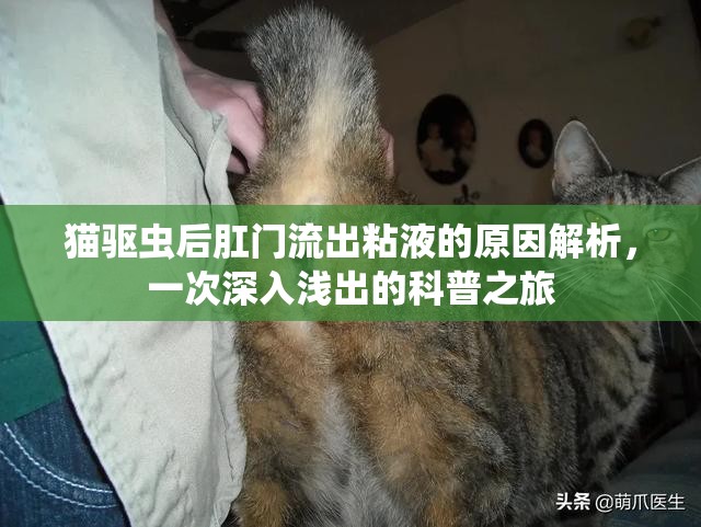 貓驅(qū)蟲后肛門流出粘液的原因解析，一次深入淺出的科普之旅
