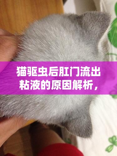 貓驅(qū)蟲后肛門流出粘液的原因解析，一次深入淺出的科普之旅