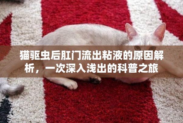 貓驅(qū)蟲后肛門流出粘液的原因解析，一次深入淺出的科普之旅