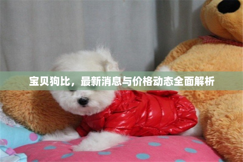 寶貝狗比，最新消息與價(jià)格動(dòng)態(tài)全面解析
