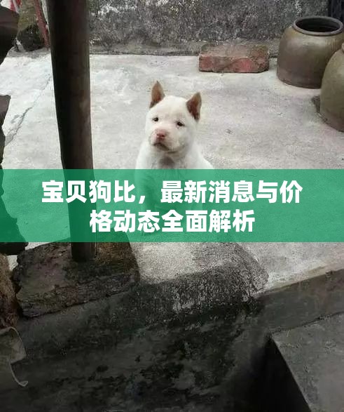 寶貝狗比，最新消息與價(jià)格動(dòng)態(tài)全面解析