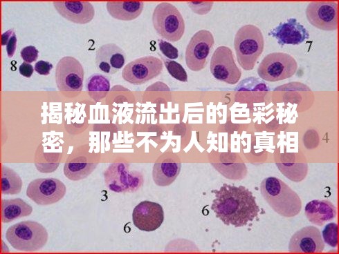 揭秘血液流出后的色彩秘密，那些不為人知的真相