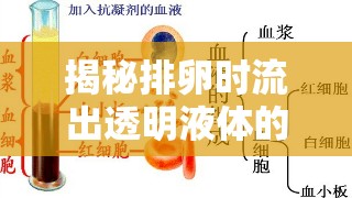 揭秘排卵時流出透明液體的原因