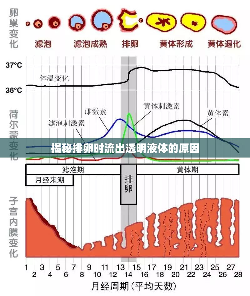 揭秘排卵時流出透明液體的原因