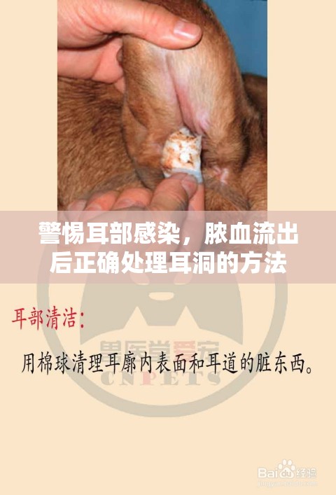 警惕耳部感染，膿血流出后正確處理耳洞的方法