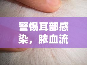 警惕耳部感染，膿血流出后正確處理耳洞的方法