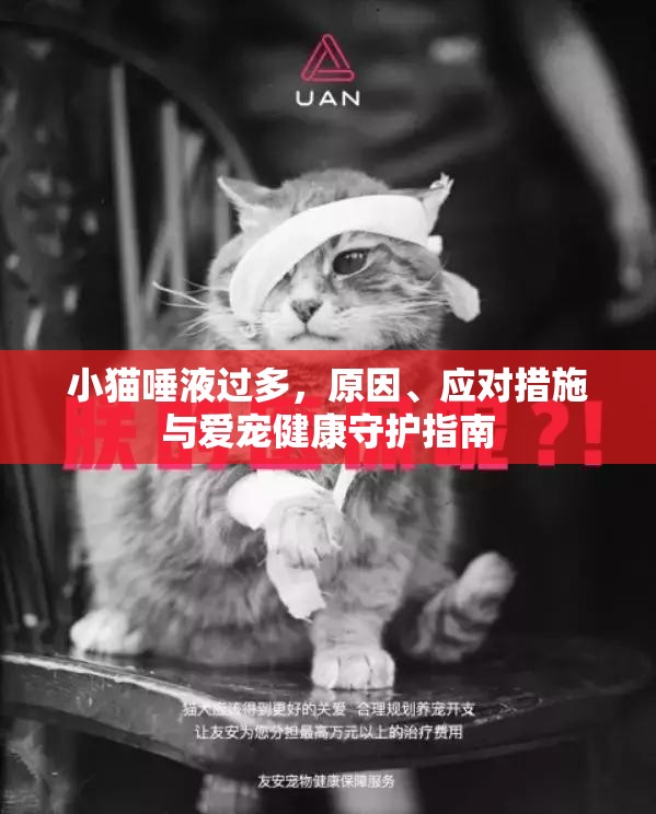 小貓唾液過多，原因、應對措施與愛寵健康守護指南