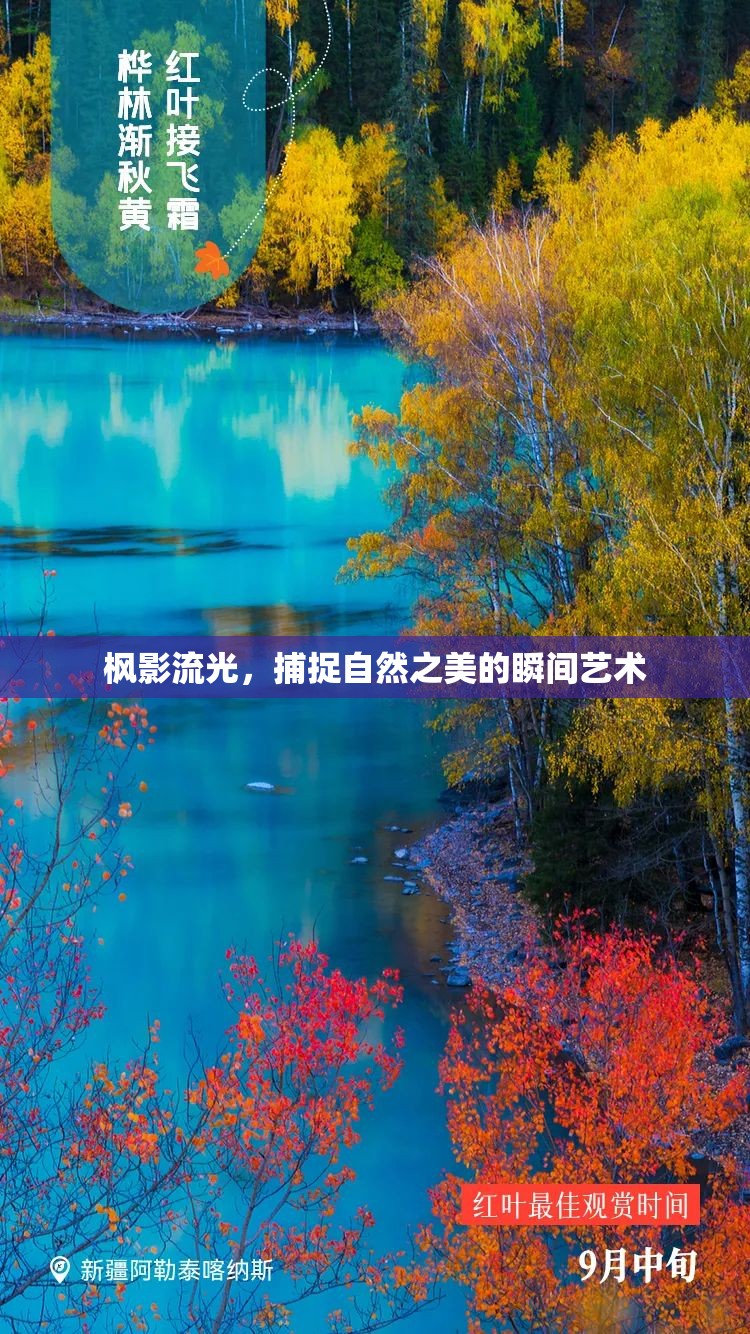 楓影流光，捕捉自然之美的瞬間藝術(shù)