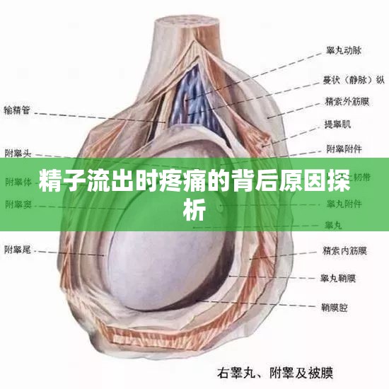 精子流出時(shí)疼痛的背后原因探析