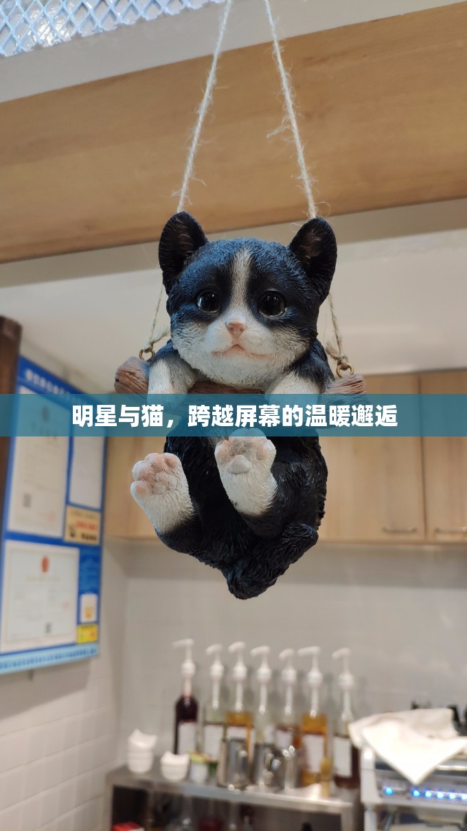 明星與貓，跨越屏幕的溫暖邂逅