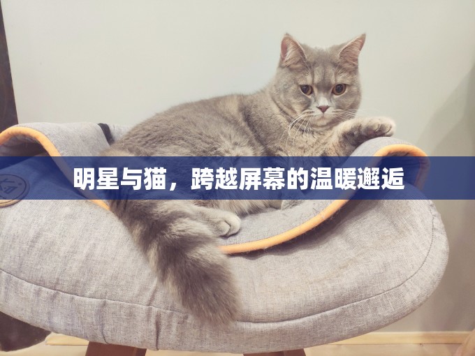 明星與貓，跨越屏幕的溫暖邂逅