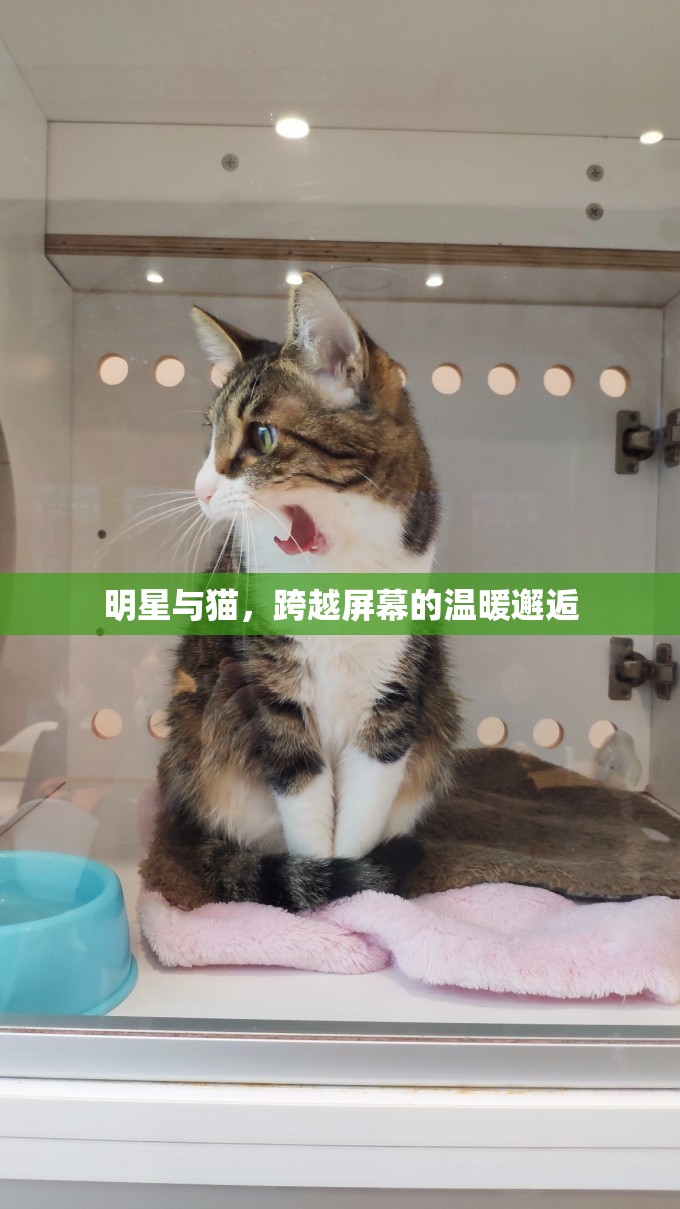 明星與貓，跨越屏幕的溫暖邂逅