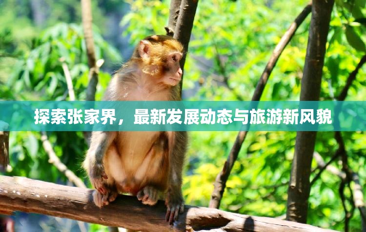 探索張家界，最新發(fā)展動(dòng)態(tài)與旅游新風(fēng)貌