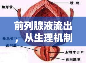 前列腺液流出，從生理機(jī)制到健康影響的全面解析