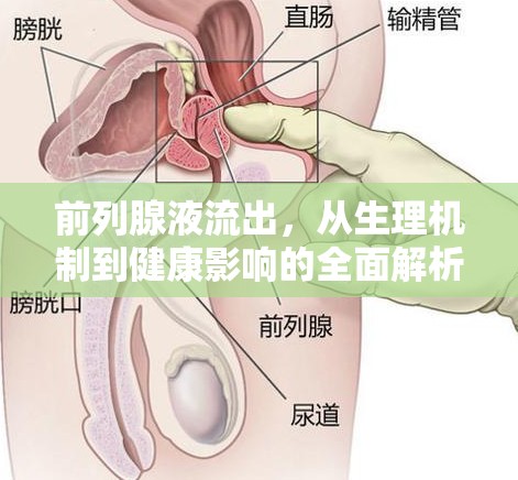前列腺液流出，從生理機(jī)制到健康影響的全面解析