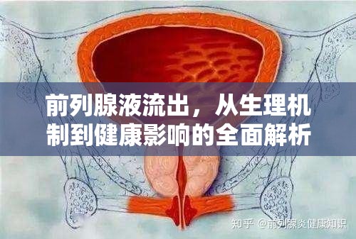 前列腺液流出，從生理機(jī)制到健康影響的全面解析