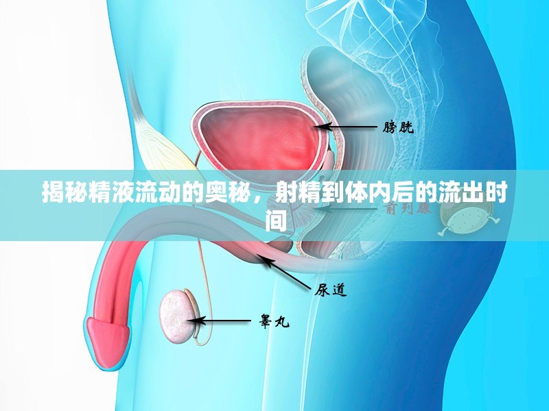 揭秘精液流動(dòng)的奧秘，射精到體內(nèi)后的流出時(shí)間