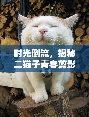時(shí)光倒流，揭秘二貓子青春剪影的未解之謎
