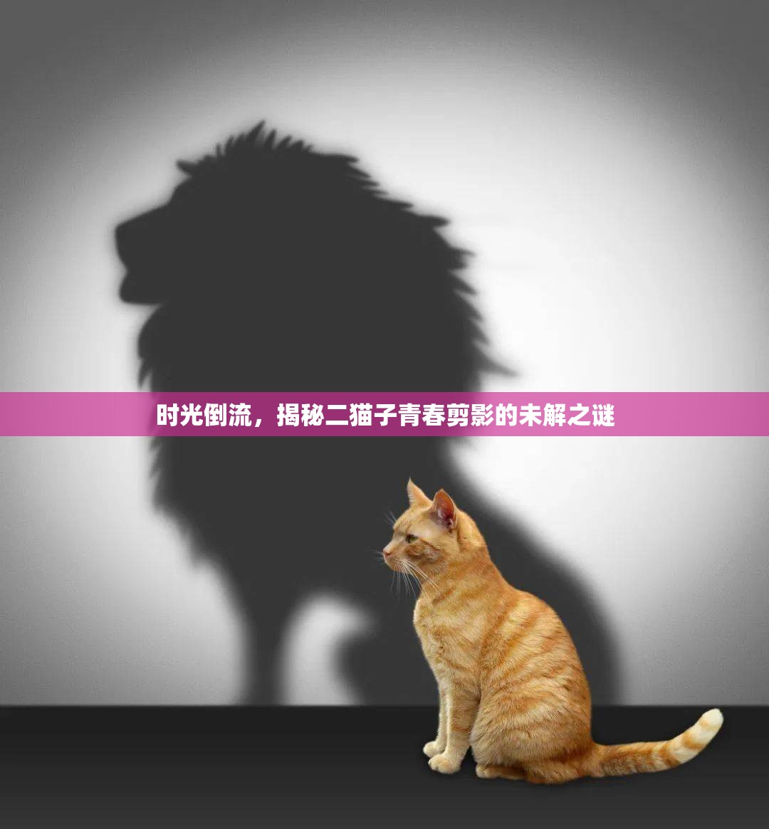 時(shí)光倒流，揭秘二貓子青春剪影的未解之謎
