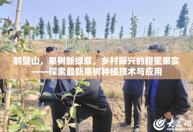 鶴壁山，果樹新綠意，鄉(xiāng)村振興的甜蜜果實——探索最新果樹種植技術與應用