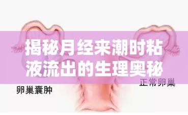 揭秘月經(jīng)來潮時粘液流出的生理奧秘