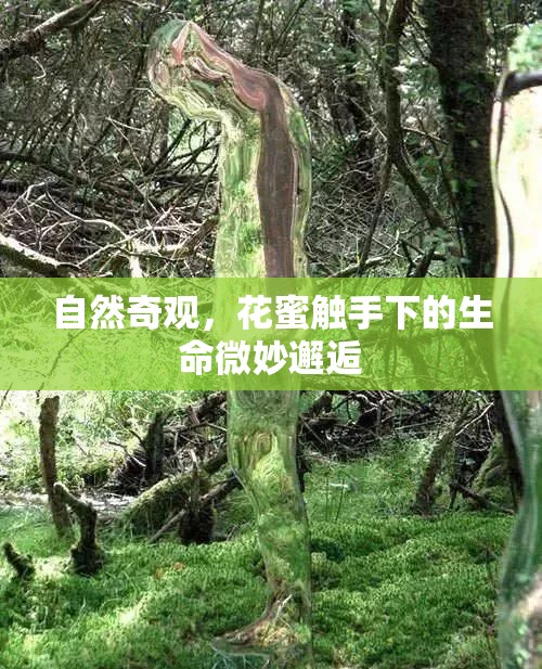 自然奇觀(guān)，花蜜觸手下的生命微妙邂逅