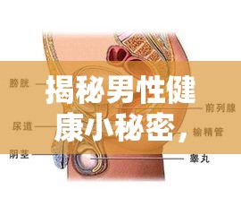 揭秘男性健康小秘密，尿后為何有前列腺液流出？