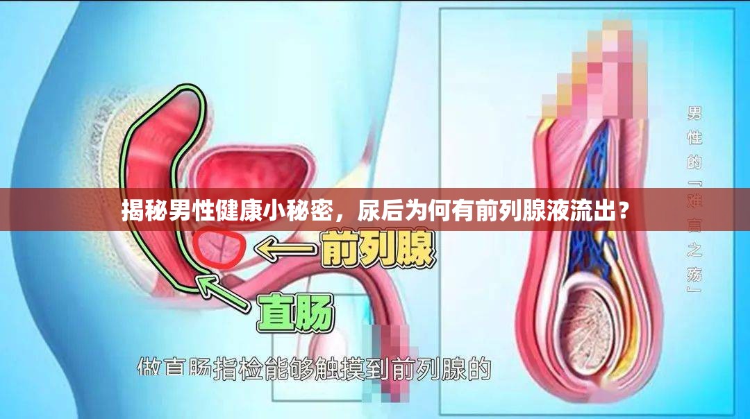 揭秘男性健康小秘密，尿后為何有前列腺液流出？