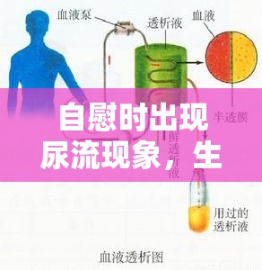 自慰時出現(xiàn)尿流現(xiàn)象，生理機(jī)制與注意事項(xiàng)解析