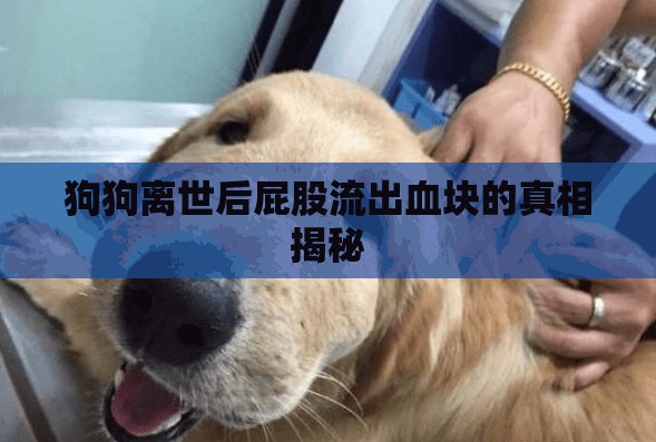 狗狗離世后屁股流出血塊的真相揭秘