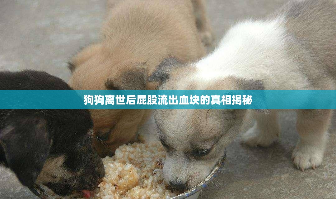 狗狗離世后屁股流出血塊的真相揭秘