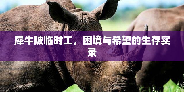犀牛陂臨時(shí)工，困境與希望的生存實(shí)錄