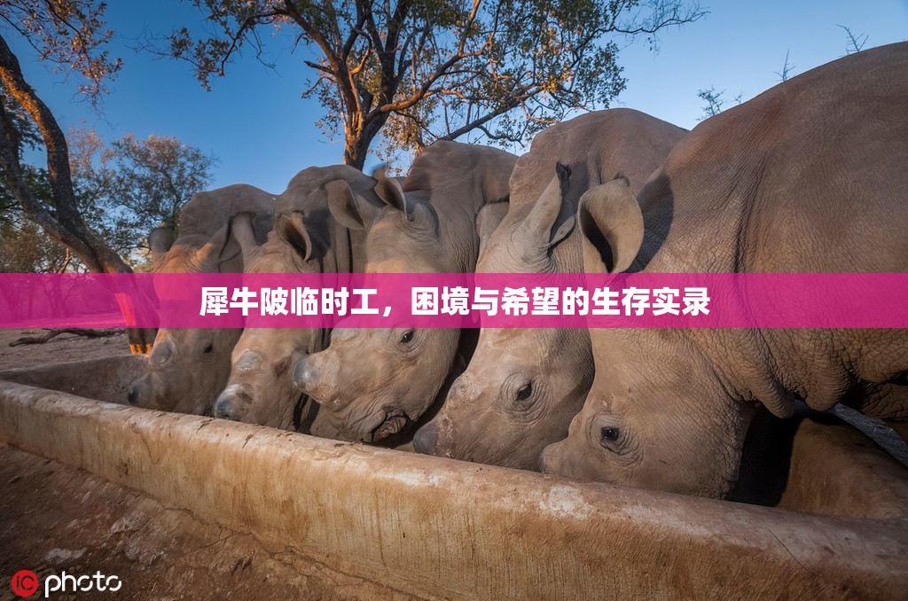 犀牛陂臨時(shí)工，困境與希望的生存實(shí)錄
