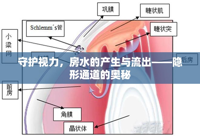 守護(hù)視力，房水的產(chǎn)生與流出——隱形通道的奧秘